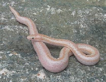 2005 Baby "Pastel" amel (het Snow) 5