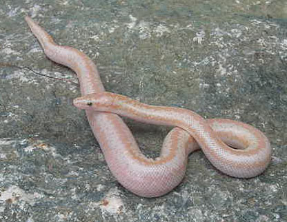 2005 Baby "Pastel" amel (het Snow) 5