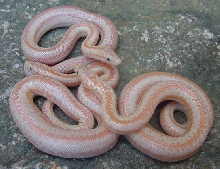 Baby pastel albinos (second litter)
