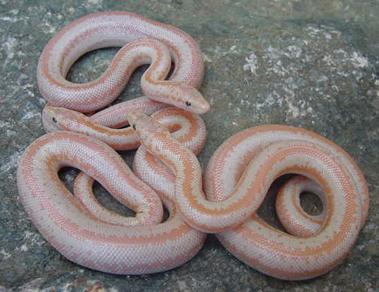 Baby pastel albinos (second litter)