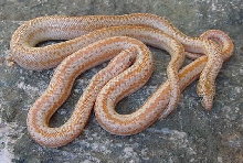 Hypo Borrego Comparison