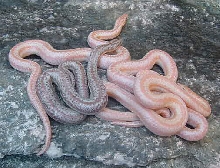 Whitewater Babies 1