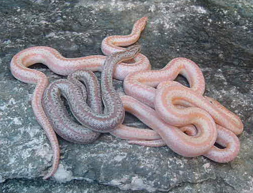 Whitewater Babies 1