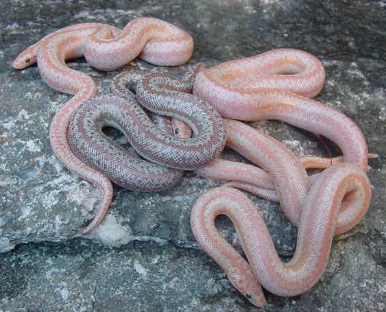 Whitewater Babies 2