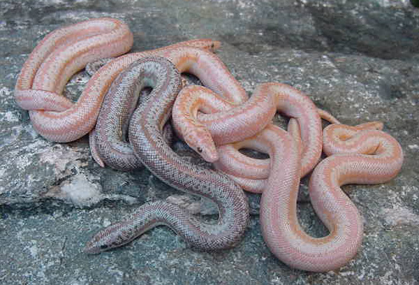 Whitewater Babies 3