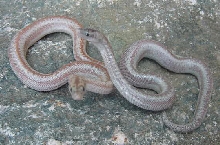 Baby anery comparison
