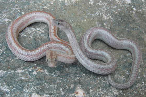 Baby anery comparison
