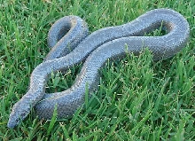 Anery female 1