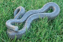 Anery female 3