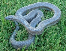 Anery female 2