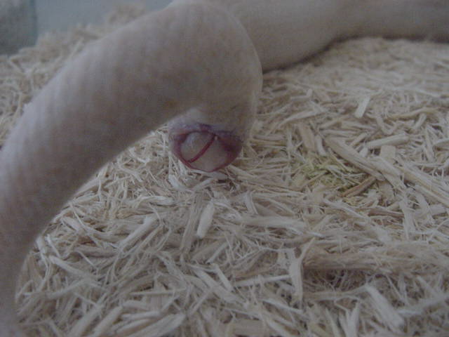 Birth-snow 2