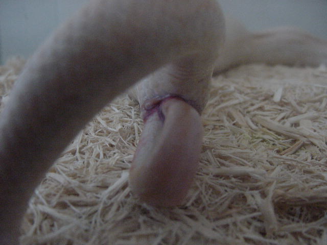 Birth-snow 3