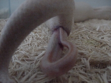 Birth-snow 4
