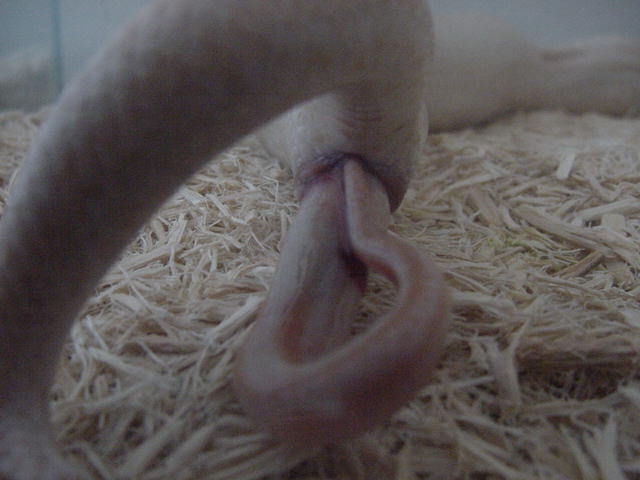 Birth-snow 4