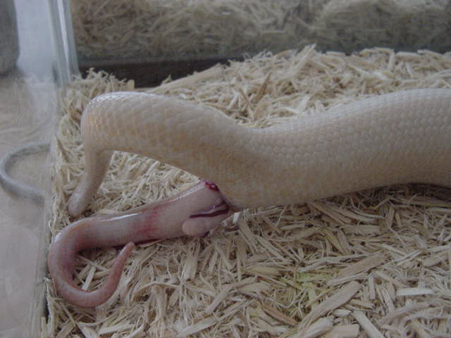 Birth-snow 5