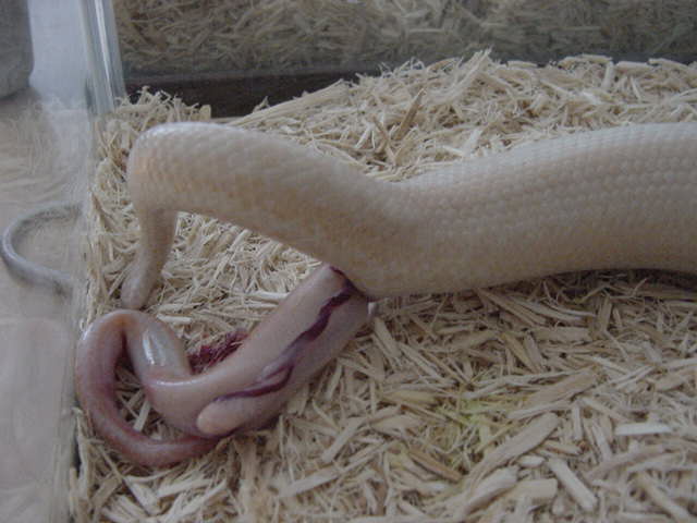 Birth-snow 6