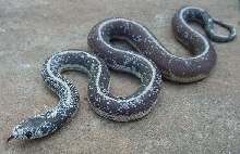 Calico Cal King 1