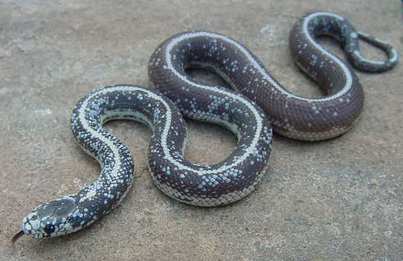 Calico Cal King 1