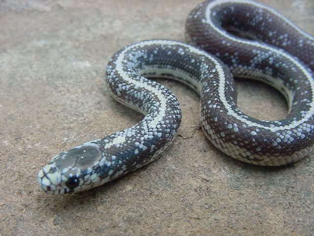 Calico Cal King 12