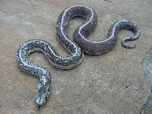 Calico Cal King 2