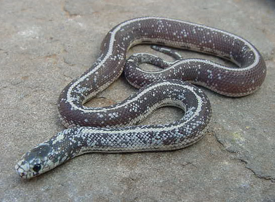 Calico Cal King 3