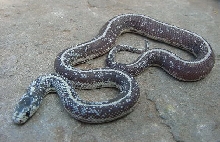 Calico Cal King 4