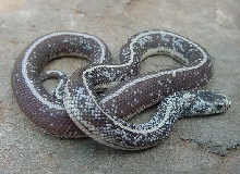 Calico Cal King 6