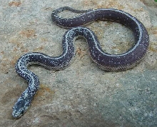 Calico Cal King 7