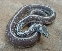 Calico Cal King 8