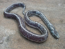 Calico Cal King 9