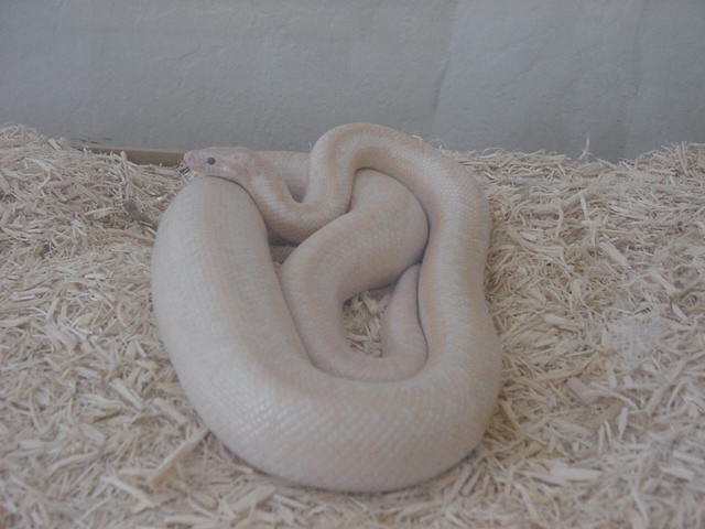 Gravid Snow Rosy 1