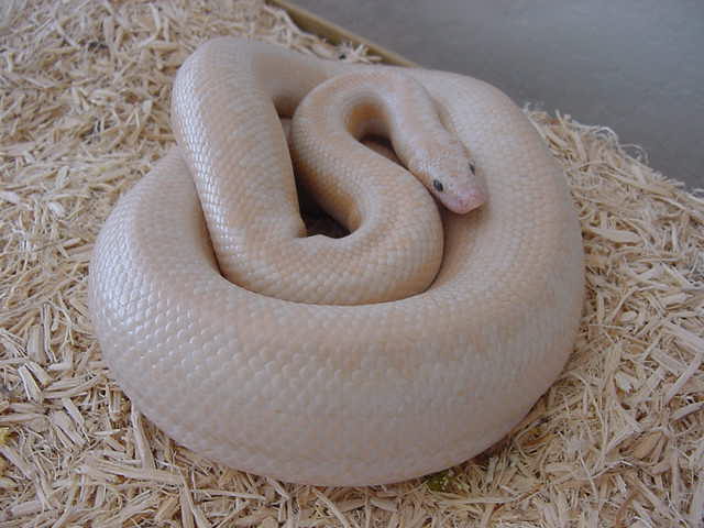Gravid Snow Rosy 3