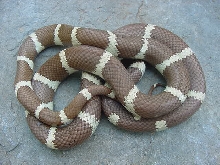 Hypo Cal King 1