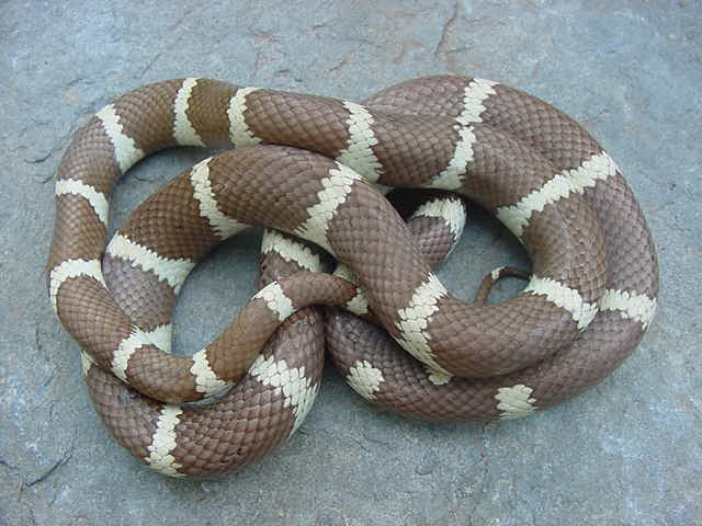 Hypo Cal King 1