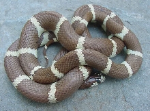 Hypo Cal King 2