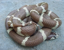 Hypo Cal King 3