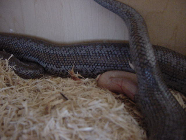 Whitewater Birth 1