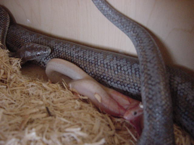 Whitewater Birth 3