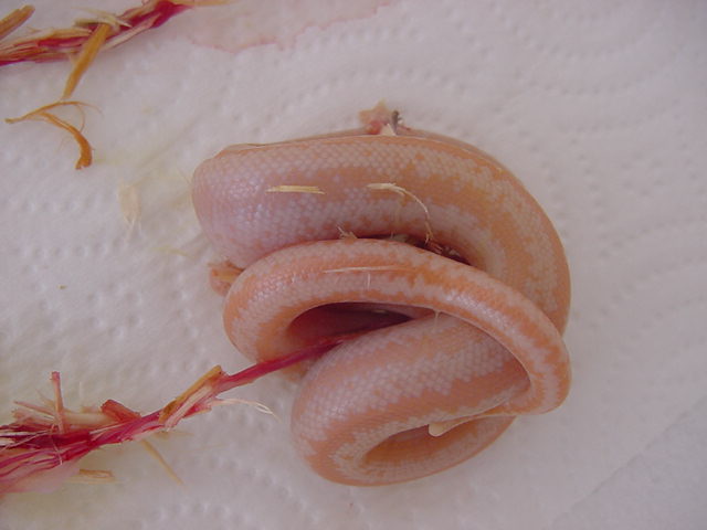Whitewater Birth 6