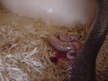 Whitewater Birth 5