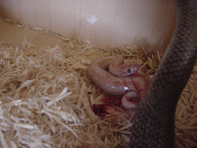 Whitewater Birth 5