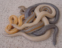 Morph mix 2