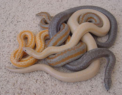 Morph mix 2