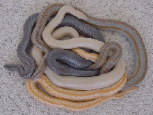 Morph mix 3