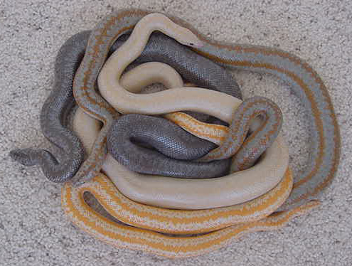 Morph mix 3