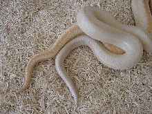Snow male breeding Pastel amel female 1