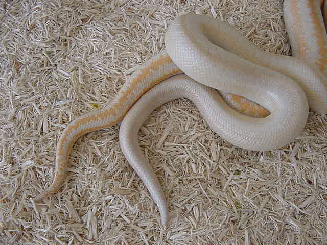 Snow male breeding Pastel amel female 1