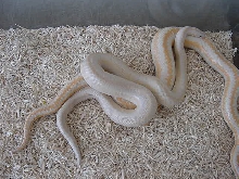 Snow male breeding Pastel amel female 5