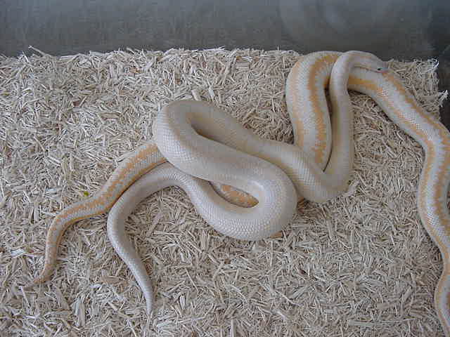 Snow male breeding Pastel amel female 5