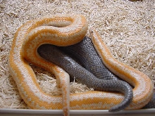 Whitewaters copulating